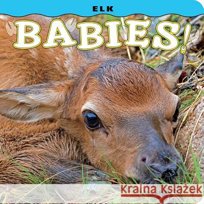 Elk Babies! Steph Lehmann Don Jones 9781560376866 Farcountry Press - książka