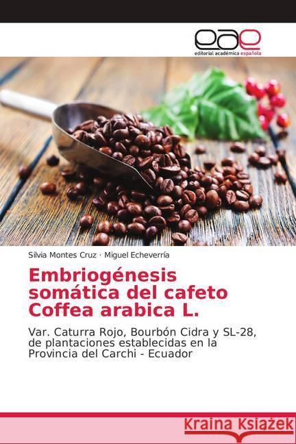 Embriogénesis somática del cafeto Coffea arabica L. : Var. Caturra Rojo, Bourbón Cidra y SL-28, de plantaciones establecidas en la Provincia del Carchi - Ecuador Montes Cruz, Silvia; Echeverría, Miguel 9786202148429 Editorial Académica Española - książka