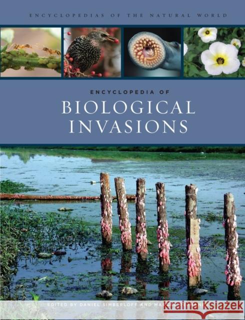 Encyclopedia of Biological Invasions: Volume 3 Simberloff, Daniel 9780520264212 University of California Press - książka