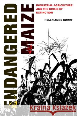 Endangered Maize: Industrial Agriculture and the Crisis of Extinction Helen Anne Curry 9780520307681 University of California Press - książka