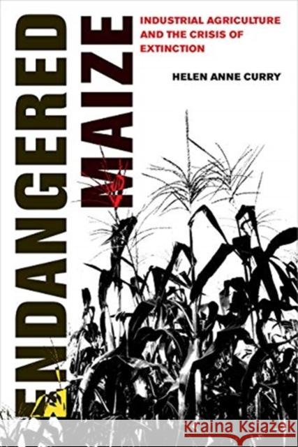 Endangered Maize: Industrial Agriculture and the Crisis of Extinction Helen Anne Curry 9780520307698 University of California Press - książka