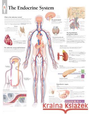 Endocrine System Laminated Poster  9781932922103 SCIENTIFIC PUBLISHING - książka