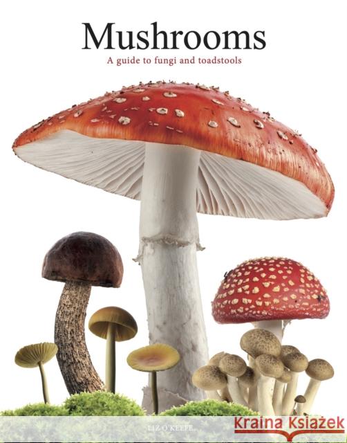 Mushrooms: A guide to fungi and toadstools Liz O'Keefe 9781838864392 Amber Books Ltd - książka