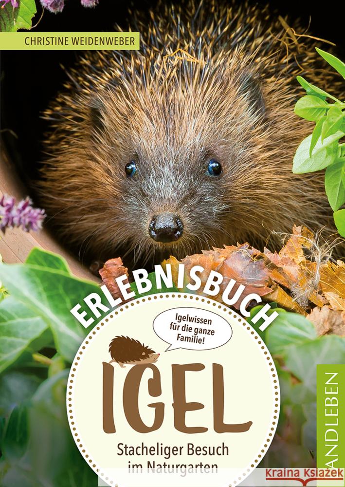 Erlebnisbuch Igel Weidenweber, Christine 9783840430626 Cadmos - książka