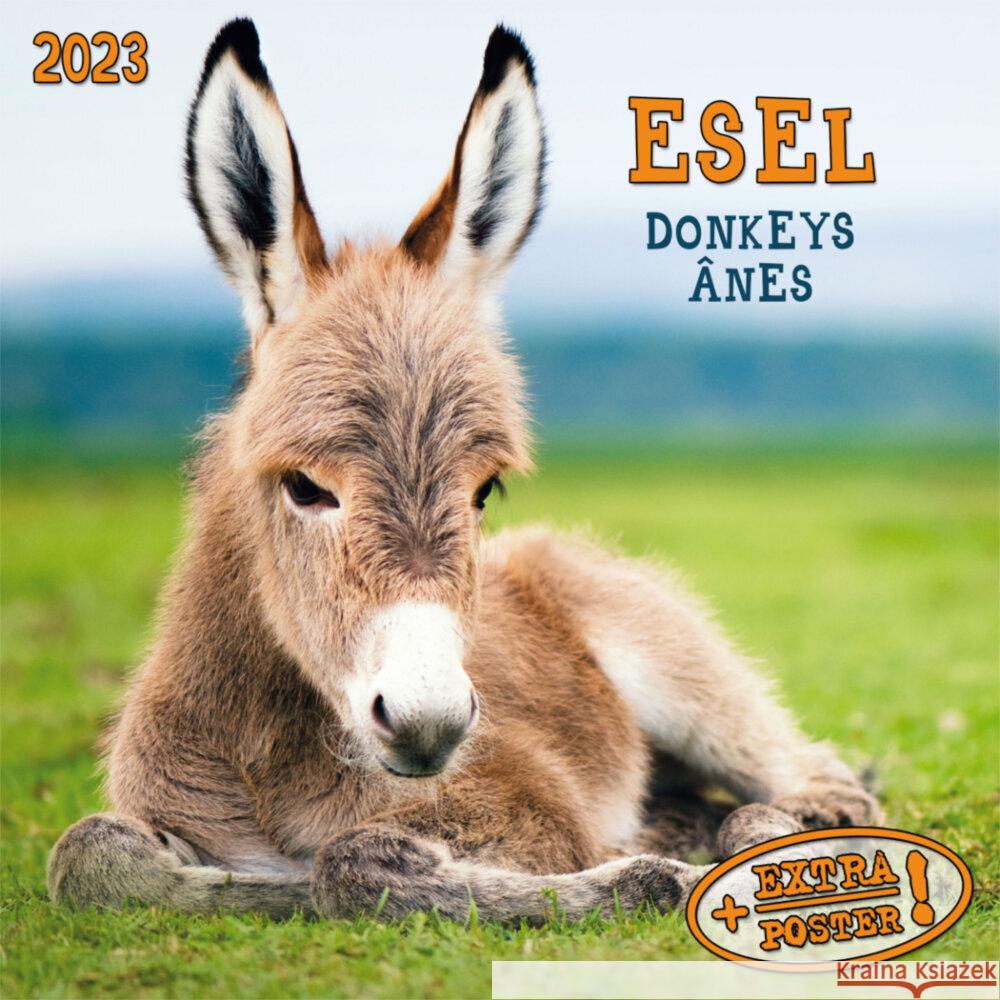 Esel 2023  9783959291552 Tushita - książka