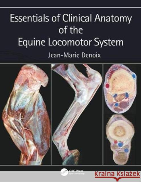 Essentials of Clinical Anatomy of the Equine Locomotor System Jean-Marie Denoix 9781498754415 Taylor & Francis Inc - książka