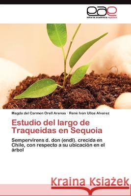 Estudio del largo de Traqueidas en Sequoia Orell Arenas Magda del Carmen 9783845481463 Editorial Acad Mica Espa Ola - książka