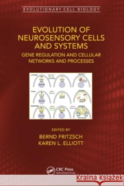 Evolution of Neurosensory Cells and Systems: Gene Regulation, Cellular Networks and Processes Bernd Fritzsch Karen Elliott 9780367552879 CRC Press - książka