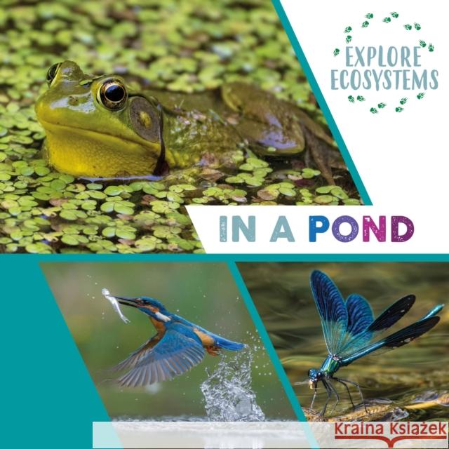 Explore Ecosystems: In a Pond Sarah Ridley 9781526322456 Hachette Children's Group - książka