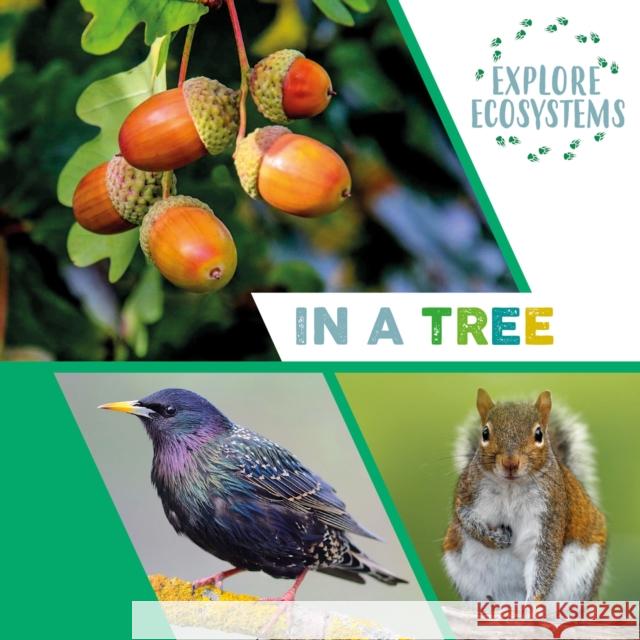Explore Ecosystems: In a Tree Sarah Ridley 9781526322470 Hachette Children's Group - książka