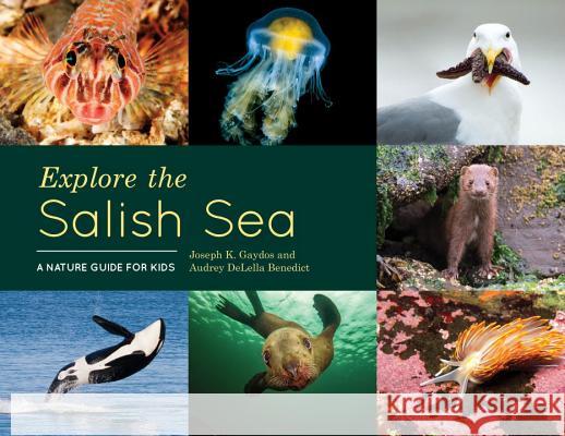 Explore the Salish Sea: A Nature Guide for Kids Joseph K. Gaydos Audrey Delell 9781632170958 Little Bigfoot - książka