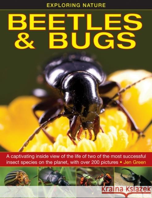 Exploring Nature: Beetles & Bugs Jen Green 9781861473660  - książka