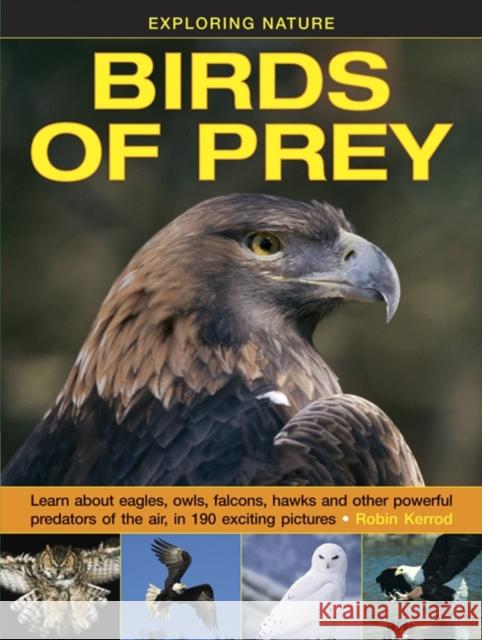 Exploring Nature: Birds of Prey Kerrod Robin 9781861474834 Armadillo - książka