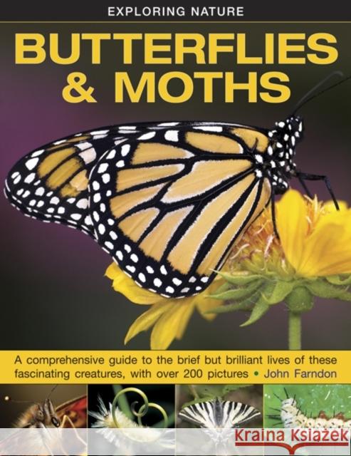 Exploring Nature: Butterflies & Moths Farndon John 9781861474070 Anness Publishing - książka