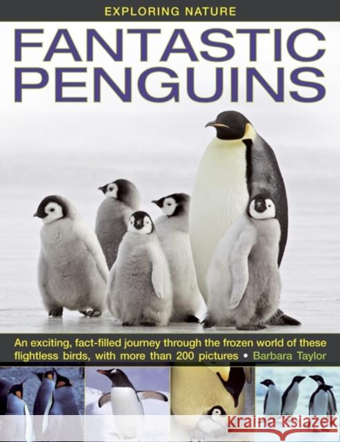 Exploring Nature: Fantastic Penguins: An Exciting, Fact-filled Journey Through the Frozen World of These Flightless Birds, with More Than 200 Pictures Barbara Taylor 9781843228530 Anness Publishing - książka