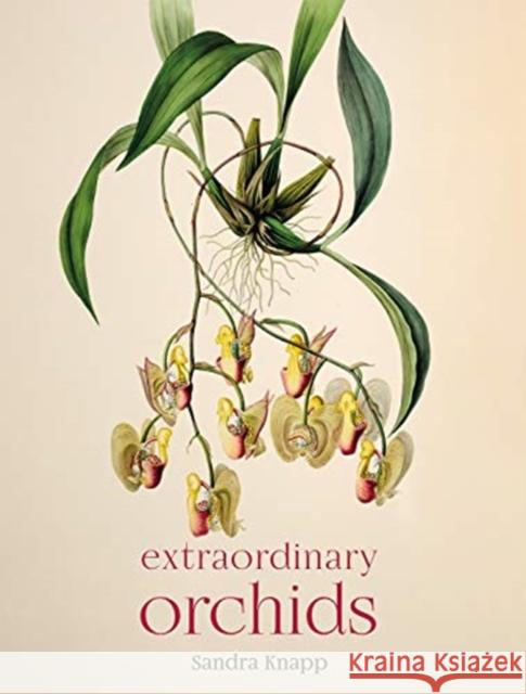 Extraordinary Orchids Sandra Knapp 9780565095147 The Natural History Museum - książka