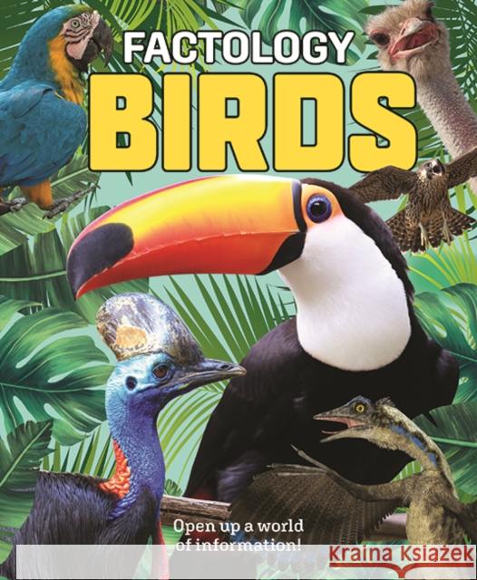 Factology: Birds  9781787081833 Button Books - książka