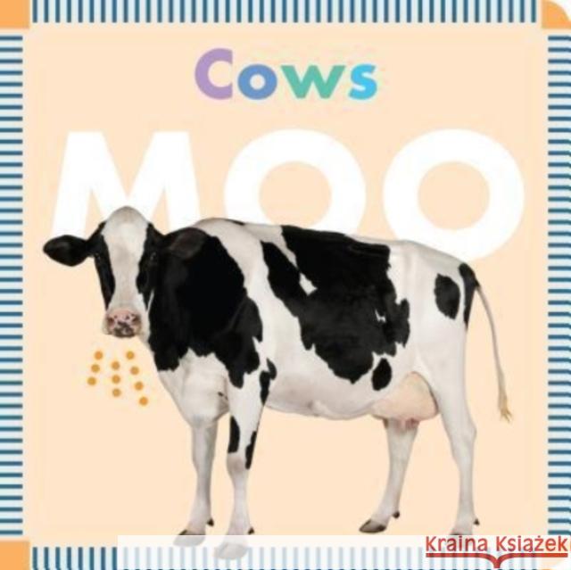 Farm Animals: Cows Moo Rebecca Glaser 9781681521251 Amicus Ink - książka