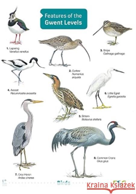 Features of the Gwent Levels Kate Rodgers 9781908819567 Field Studies Council - książka