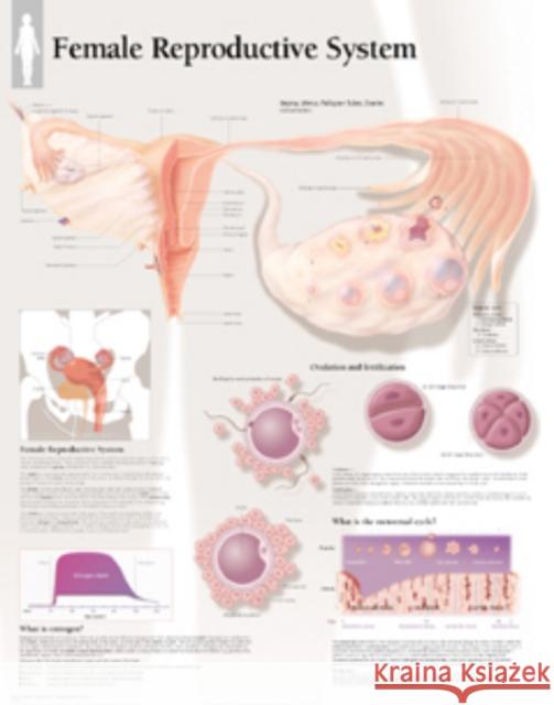 Female Reproductive System Paper Poster Scientific Publishing 9781930633629 Scientific Publishing Limited - książka