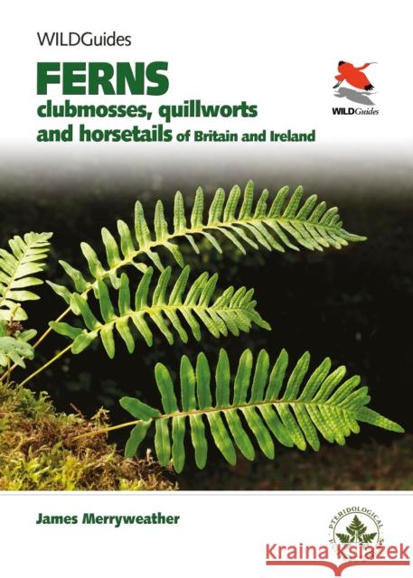 Ferns: Clubmosses, Quillworts and Horsetails of Britain and Ireland James Merryweather 9780691180397 Princeton University Press - książka