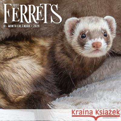 Ferrets 2026 Wall Calendar Willow Creek Press 9781549255434 Wlcp - książka