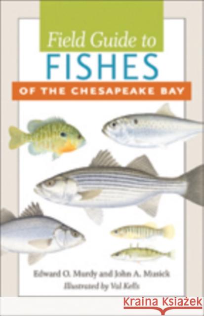 Field Guide to Fishes of the Chesapeake Bay Edward O Murdy 9781421407685  - książka