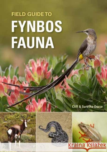 Field Guide to Fynbos Fauna Cliff Dorse Suretha Dorse 9781775847397 Penguin Random House South Africa - książka