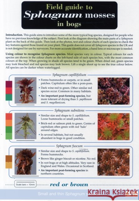 Field Guide to Sphagnum Mosses in Bogs Ros Tratt 9781851532766 Field Studies Council - książka
