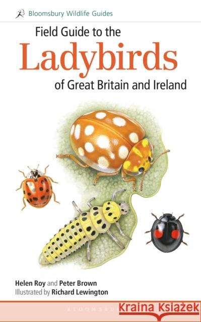 Field Guide to the Ladybirds of Great Britain and Ireland Richard Lewington   9781472935687 Bloomsbury Wildlife - książka