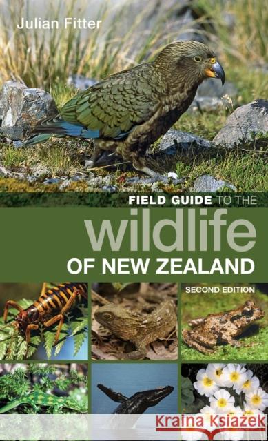 Field Guide to the Wildlife of New Zealand Julian Fitter 9781472981271 Bloomsbury Publishing PLC - książka