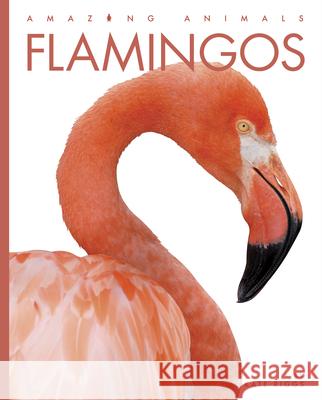 Flamingos Kate Riggs 9781640265424 Creative Education - książka