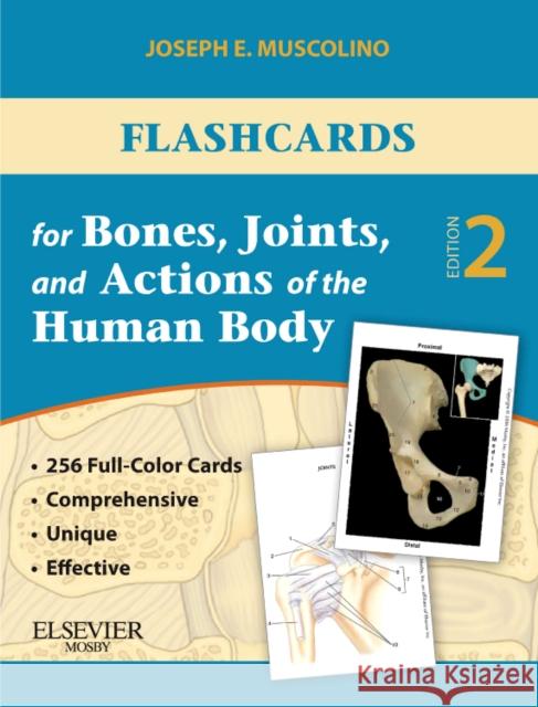 Flashcards for Bones, Joints, and Actions of the Human Body Joseph E. Muscolino 9780323078252 Mosby - książka