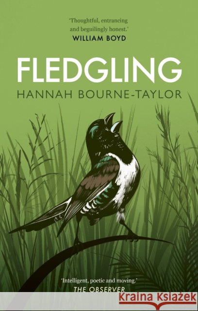 Fledgling Hannah Bourne-Taylor 9780711266681 Quarto Publishing PLC - książka