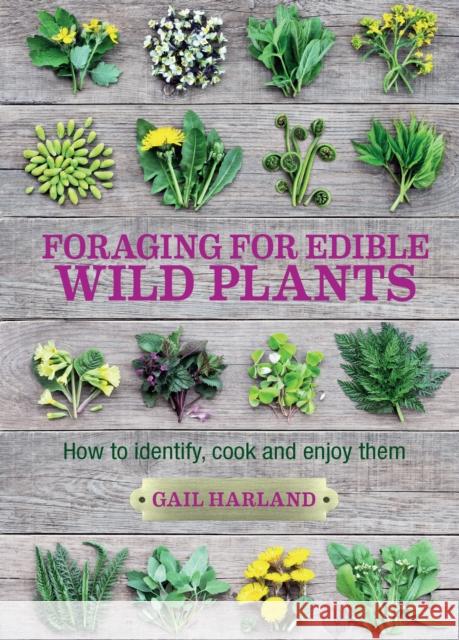 Foraging for Edible Wild Plants: How to identify, cook and enjoy them Gail Harland 9780857845511 Bloomsbury Publishing PLC - książka