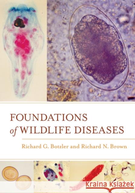 Foundations of Wildlife Diseases Richard George Botzler Richard N. Brown 9780520276093 University of California Press - książka