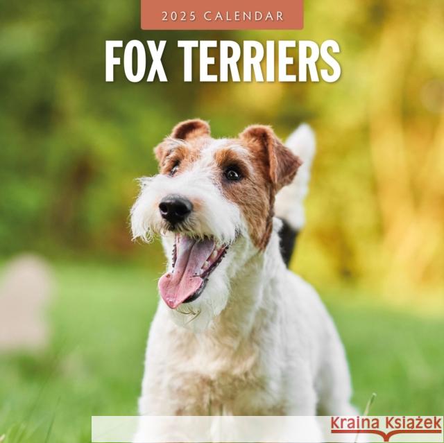 Fox Terriers 2025 Square Wall Calendar Red Robin 9781804424636 Red Robin Publishing Ltd. - książka