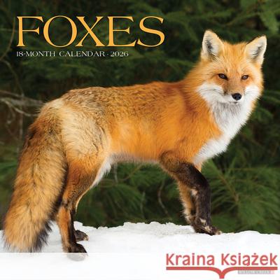 Foxes 2026 12 X 12 Wall Calendar Willow Creek Press 9781549251146 Wlcp - książka