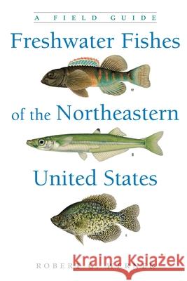 Freshwater Fishes of the Northeastern United States: A Field Guide Robert G. Werner 9780815638223 Syracuse University Press - książka