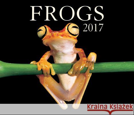 Frogs 2017 Firefly Books 9781770856721 Firefly Books Ltd - książka