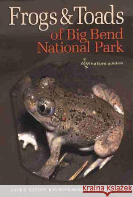 Frogs and Toads of Big Bend National Park Gage H. Dayton Raymond Skiles Linnea B. Dayton 9781585445769 Texas A&M University Press - książka