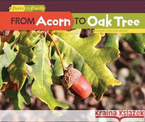From Acorn to Oak Tree Emma Berne 9781512456219 Lerner Classroom - książka