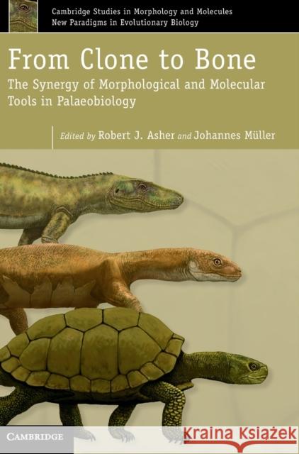 From Clone to Bone: The Synergy of Morphological and Molecular Tools in Palaeobiology Asher, Robert J. 9781107003262 Cambridge University Press - książka