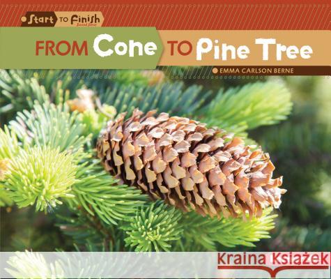 From Cone to Pine Tree Emma Berne 9781512456226 Lerner Classroom - książka