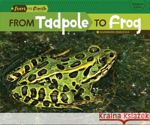 From Tadpole to Frog Shannon Zemlicka   9780761385776 Lerner Publications - książka