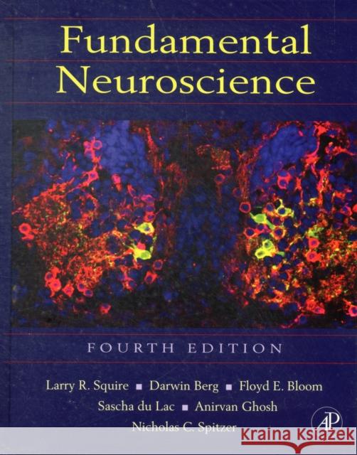 Fundamental Neuroscience Squire, Larry, Berg, Darwin, Bloom, Floyd E. 9780123858702 Academic Press - książka