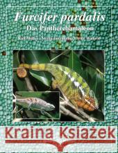 Furcifer pardalis : Das Panterchamäleon. Lebensweise, Haltung, Nachzucht Müller, Rolf; Lutzmann, Nicola; Walbröl, Ulrike 9783931587925 Natur und Tier-Verlag - książka