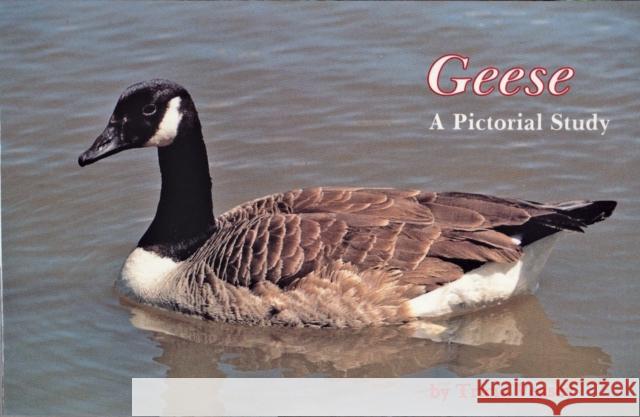 Geese a Pictorial Study Veasey, Tricia 9780887401176 Schiffer Publishing - książka