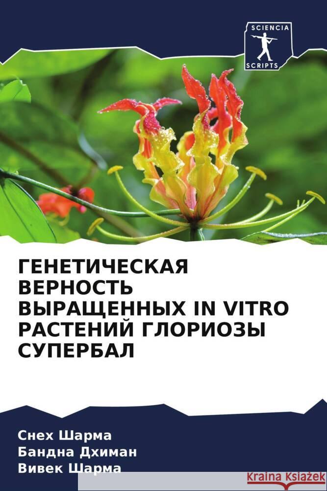 GENETIChESKAYa VERNOST' VYRAShhENNYH IN VITRO RASTENIJ GLORIOZY SUPERBAL Sharma, Sneh, Dhiman, Bandna, Sharma, Viwek 9786208379230 Sciencia Scripts - książka