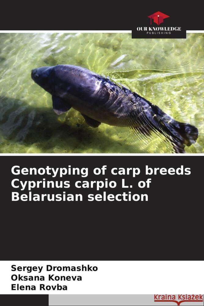 Genotyping of carp breeds Cyprinus carpio L. of Belarusian selection Sergey Dromashko Oksana Koneva Elena Rovba 9786207503612 Our Knowledge Publishing - książka